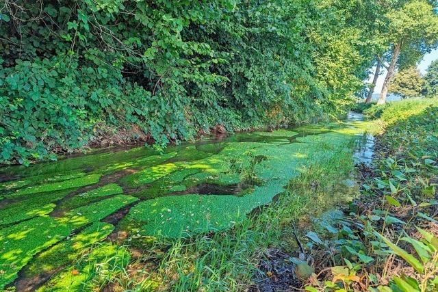 Warum der Mhlenbach bei Umkirch so giftgrn ist