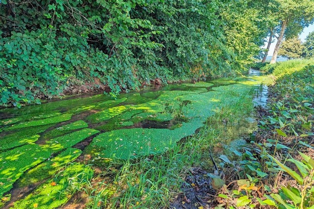 Wasserstern bildet derzeit grne Teppiche im Mhlbach bei Umkirch.  | Foto: Jule Diehl