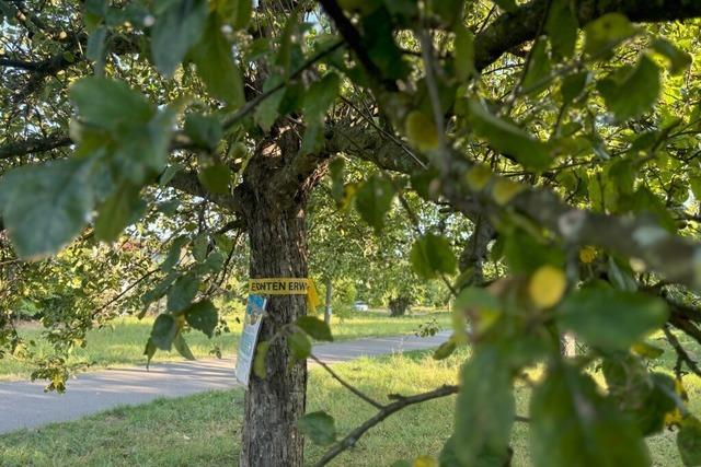 Obstbume auf ffentlichem Boden drfen in Lrrach nur mit ausdrcklicher Erlaubnis geerntet werden