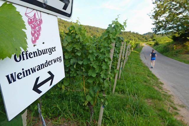 24. Offenburger Weinwandertag: Kult-Wanderung mit tollen Aussichten