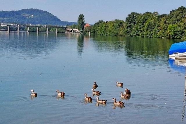 Nilgnse werden zur Plage am Rhein - eine Jagd-Expertin schlgt eine radikale Lsung vor