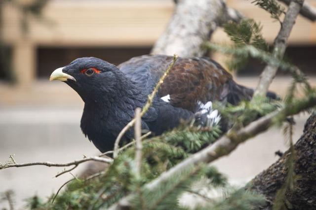 Im Tierpark der Rmerstadt Augusta Raurica leben nun auch Wildtiere