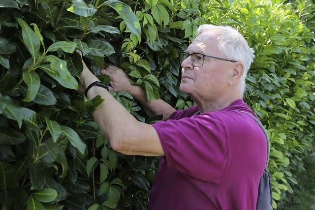 Grner Beton statt Insektenparadies