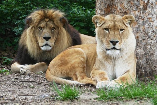 Berberlwen mit seltenem Nachwuchs im Zoo Heidelberg