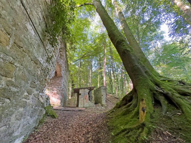 Die Natur holt sich das Areal Stck fr Stck zurck.  | Foto: Volker Mnch