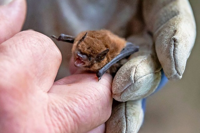 So winzig, dass sie durch kleine Gebu...allenbad passt: eine Mckenfledermaus.  | Foto: Daniel Karmann (dpa)