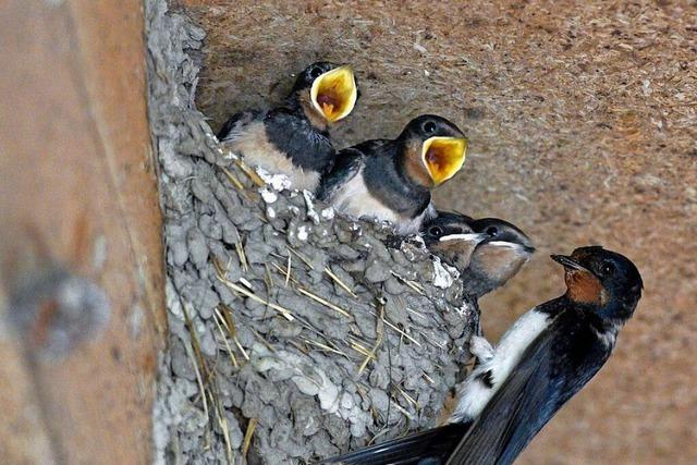 Deswegen brauchen Schwalben ab und zu Hilfe bei der Familiengrndung