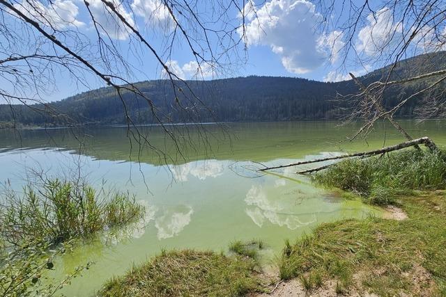 Blaualgen im Schluchsee: Gemeinde rt vom Baden im See ab