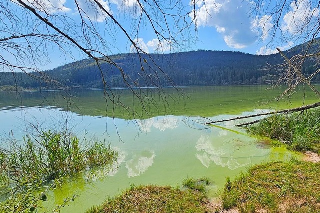 Grn war das Wasser des Schluchsees  b...nerstag auf Hhe des Unterkrummenhofs.  | Foto: Eric Gremmelspacher