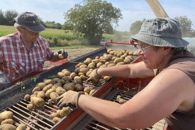 Kartoffelernte bei einem Landwirt in Freiburg: Viele Knollen, aber in manchen ist der Wurm drin