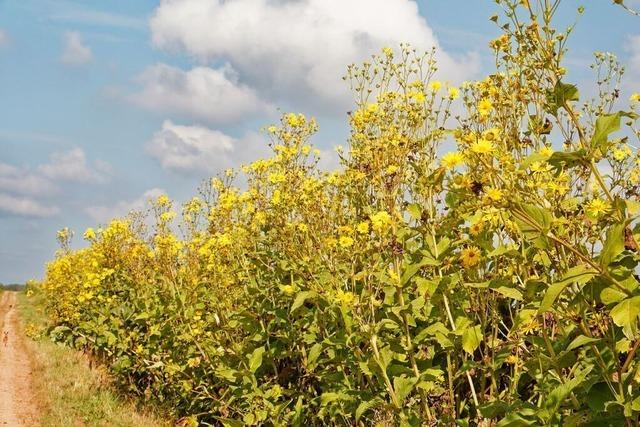 Eine Forchheimer Firma setzt beim Biogas auf die pflegeleichte Silphie