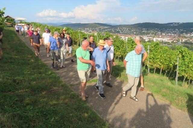 Weinjahr 2024: Tllinger Winzer gehen von einer guten Qualitt und hohen Ertrgen aus