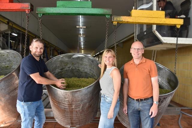 Der Badische Winzerkeller in Breisach erwartet gute Traubenqualitt