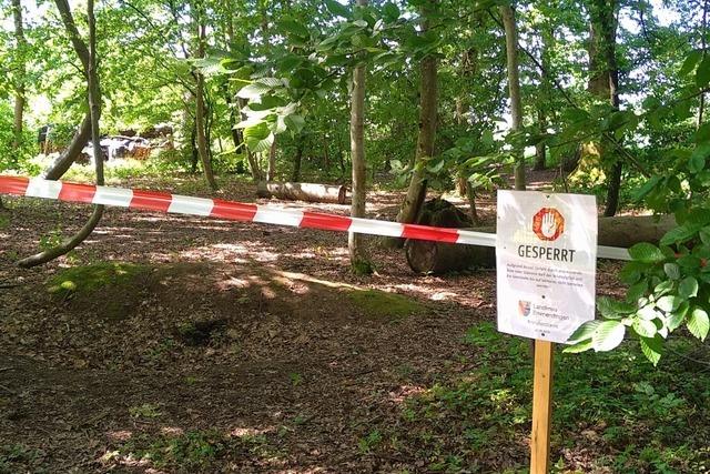 Sicherheit fr Waldbesucher: Kranke Bume am Mauracher Berg werden gefllt