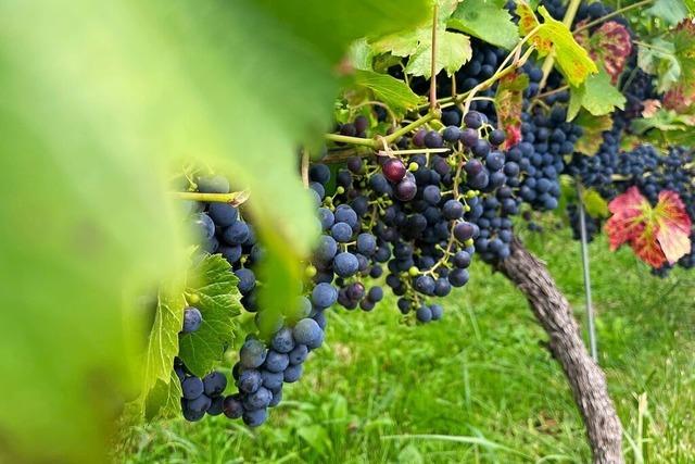 Die Rebhter sind wieder in den Weinreben von Weil am Rhein unterwegs