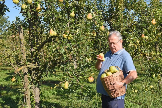 Fachmnnischer Blick: Leopold Bohn bei der Ernte der Williams-Birnen.  | Foto: Roland Vitt