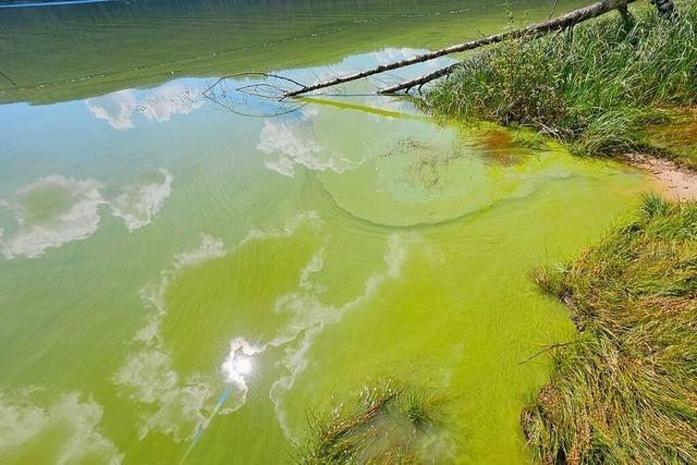 Blaualgen im Schluchsee: Gesundheitsamt spricht Badeverbot aus