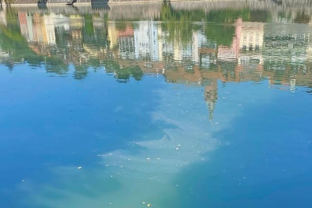 Blaualgen sind im Rhein bei Laufenburg und Mumpf aufgetaucht