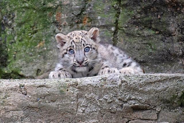 Eines der drei Schneeleoparden-Babys im Basler Zoo ist gestorben