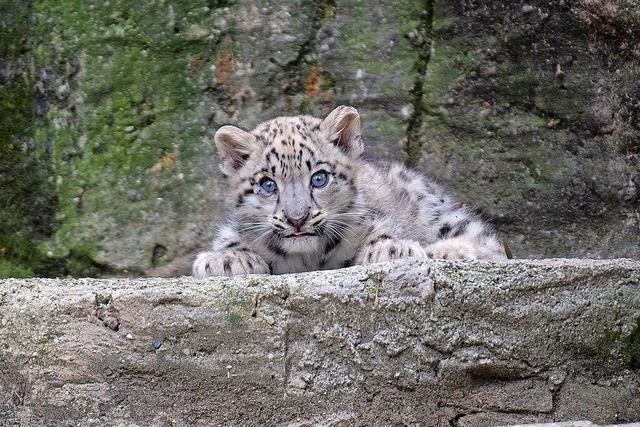 Im Zoo Basel sind im Juni drei Schneel...b berraschend im zweiten Lebensmonat.  | Foto: Zoo Basel