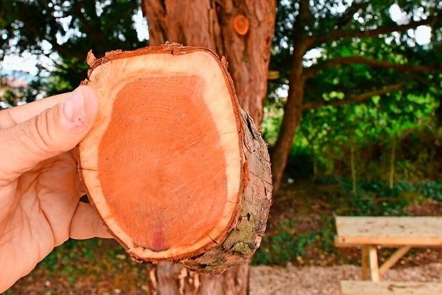 Eine alte Eibe in Grenzach-Wyhlen soll unsachgem beschnitten worden sein