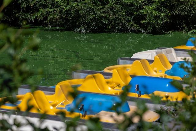 Der Waldkircher Stadtrainsee hat grnes Wasser - ein Experte erklrt, wann es gefhrlich wird