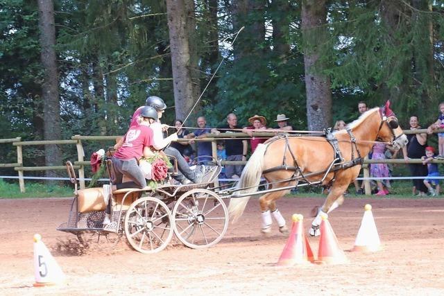 Reit- und Fahrverein Hochschwarzwald zeigt ganzes Spektrum des Pferdesports