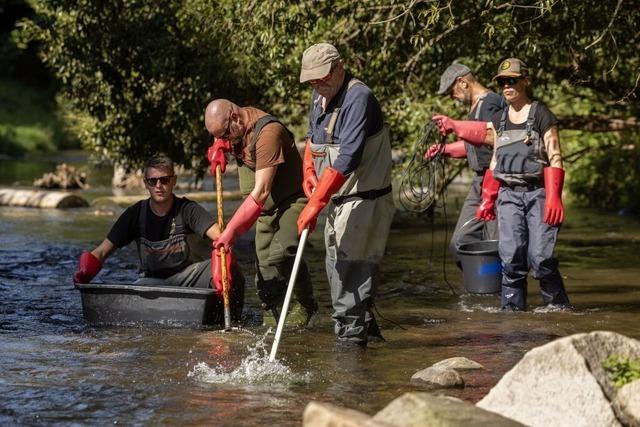 Warum in Freiburg am Samstag Fische mit Strom aus der Dreisam gefangen wurden