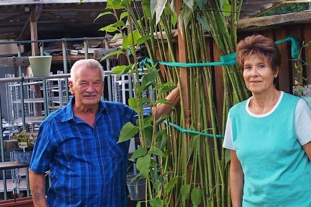 In Steinen wchst eine mehrere Meter hohe Topinambur-Staude