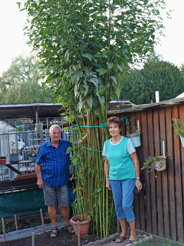 Gnter und Elsbeth Schfer mit ihrem Topinambur  | Foto: Paul Schleer