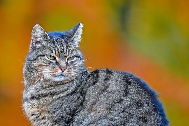 Katzenschutzverordnung in Malterdingen soll Zahl der streunenden Katzen reduzieren