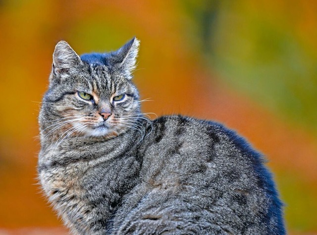 Neue Regeln fr freilaufende Katzen gelten jetzt in Malterdingen  | Foto: Patrick Pleul (dpa)