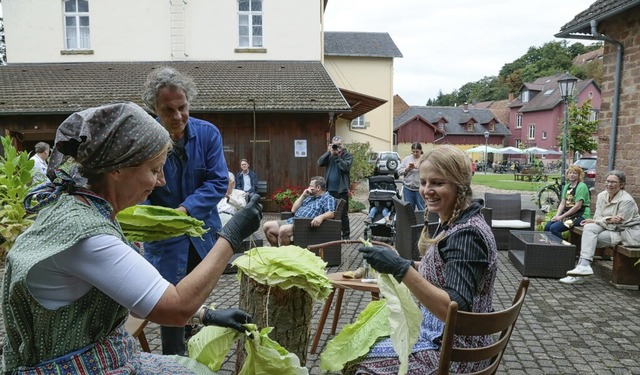 Einblicke in die Tabakernte und das Ta...am Sonntag im Tabakmuseum in Mahlberg.  | Foto: Sandra Decoux