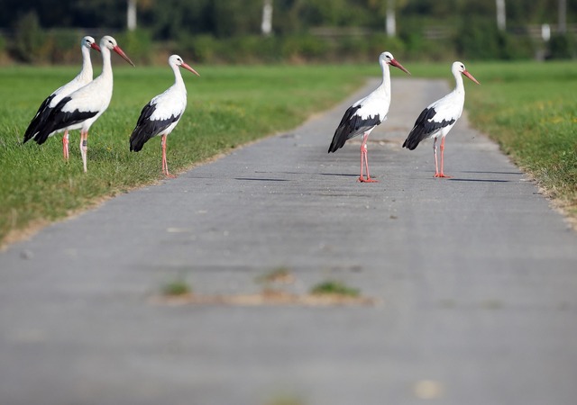 Ein kleiner Ort unweit vom Bodensee leidet unter den V&ouml;geln (Symbolbild).  | Foto: Thomas Warnack/dpa