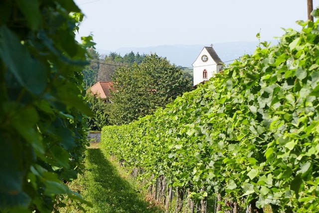 In Bischoffingen kann Ulrike Lenhardt ...ertise beim Wein-Marketing einbringen.  | Foto: Sophia Ungerland