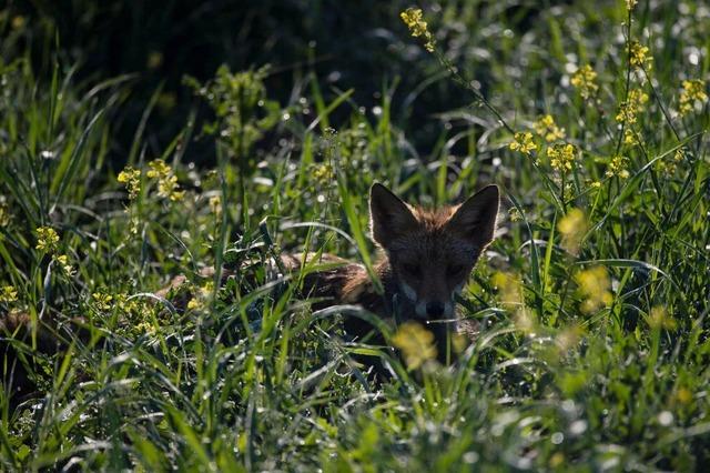 Ein Fuchs im Garten? Was jetzt zu tun ist