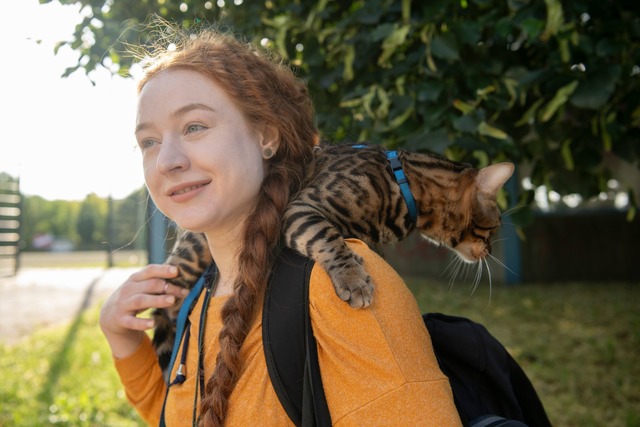 Aktuell werden immer mehr Katzen an de...ra&szlig;en gef&uuml;hrt. (Archivbild)  | Foto: Paul Zinken/dpa