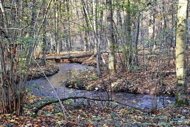 Mit Geld vom Bund will Vrstetten seinen Wald an den Klimawandel anpassen