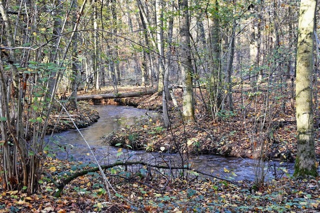 Blick in den Vrstetter Wald: Um Frde...en. Zehn davon werden bereits erfllt.  | Foto: Andrea Steinhart