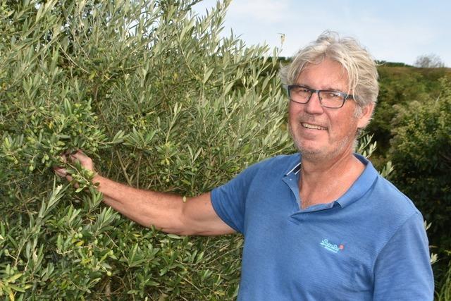 Diesen Herbst knnte es das erste Olivenl vom Kaiserstuhl geben