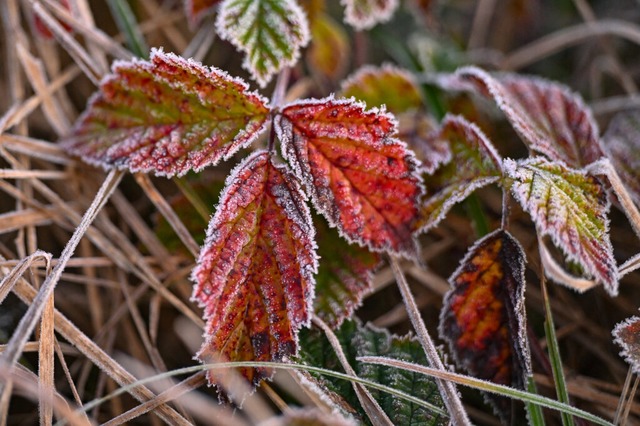 Der Herbst ist da: Nachts kann es jetz...e auch Frost.<Bildquelle></Bildquelle>  | Foto: Patrick Pleul (dpa)