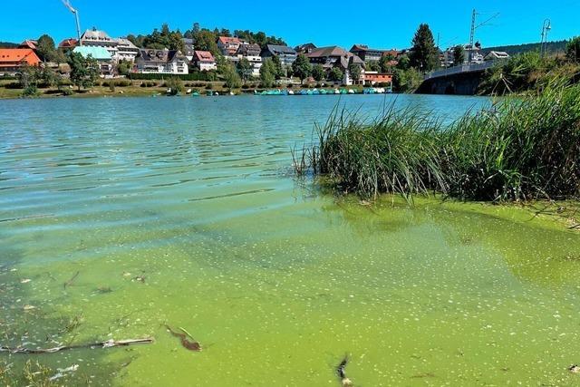 Ursache fr Blaualgenausbruch im Schluchsee noch ungeklrt