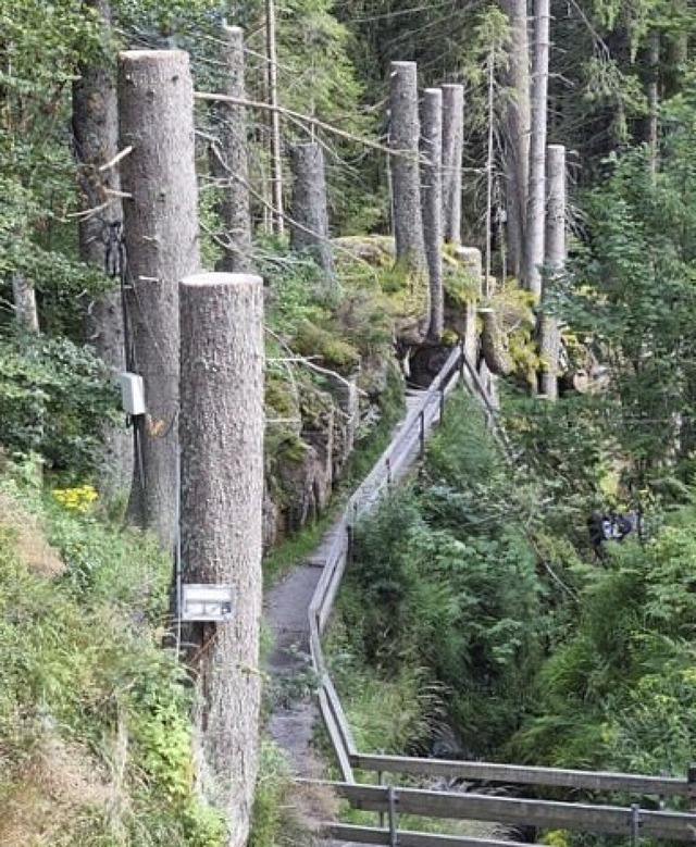 Mehrere alte Fichten sind am Menzenschwander Wasserfall gefllt worden.  | Foto: privat