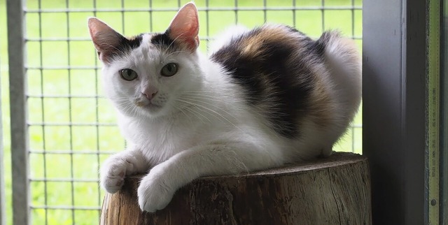 Das Tierheim Steinatal in Waldshut-Tie...n setzen auf Katzenschutzverordnungen.  | Foto: Hans Christof Wagner