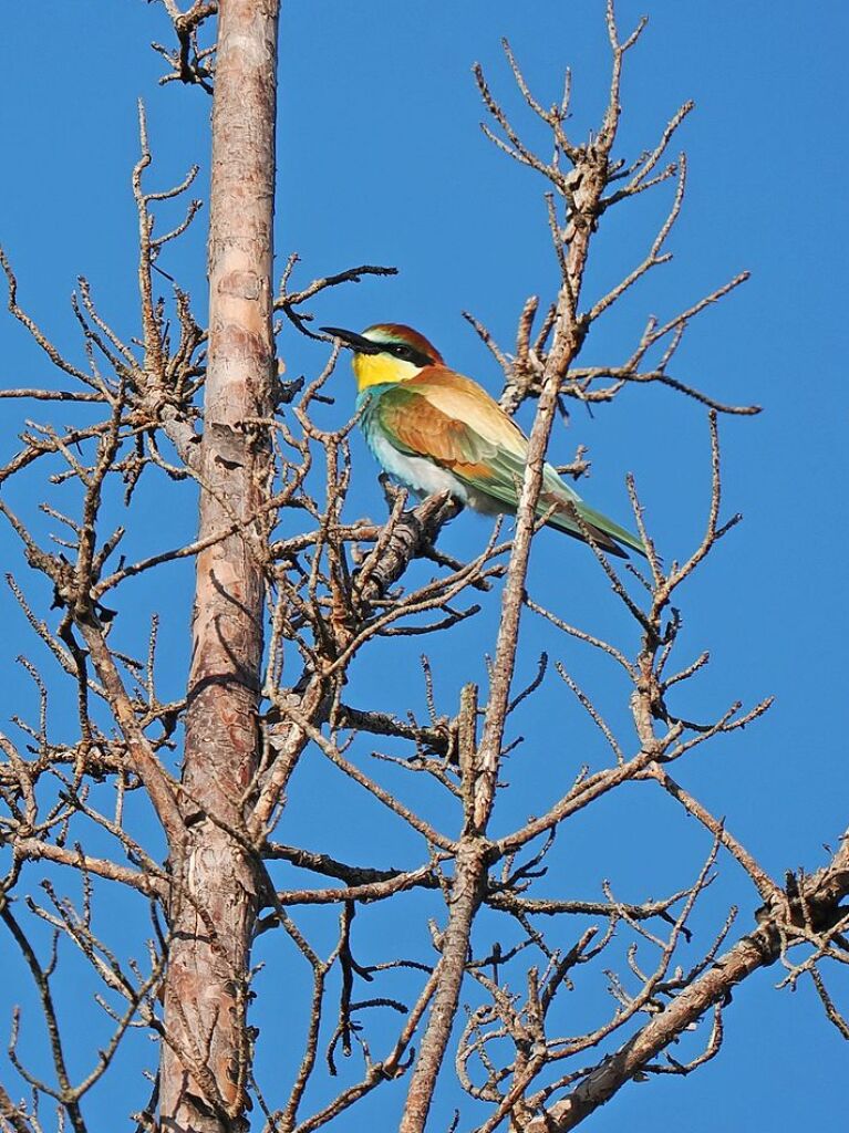 Auch im Rheinwald bei Neuenburg zu finden: Der Bienenfresser, der nun ins  sdliche Afrika fliegt.