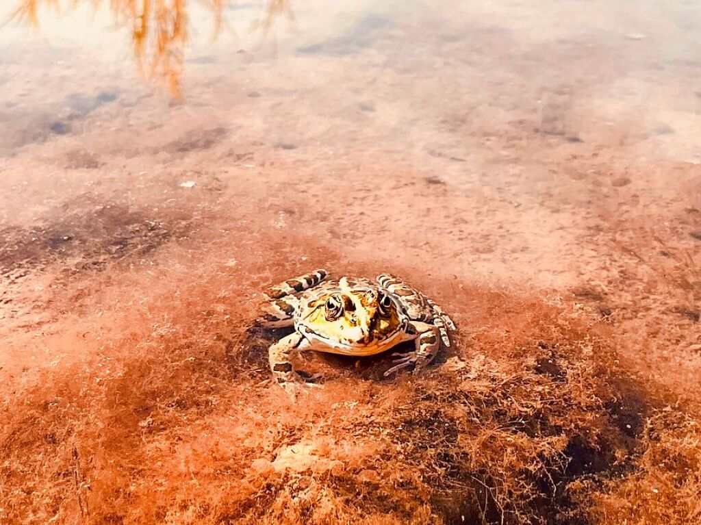 Ein Frosch im Rhein bei Bad Bellingen posiert fr die Kamera.