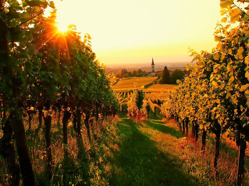 Abendsonne am Castellberg bei Ballrechten-Dottingen