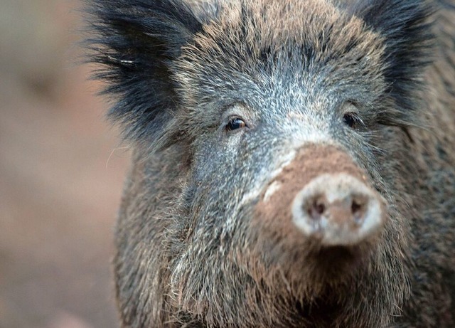 Wildschweine gelten als Wildtiere.  | Foto: Lino Mirgeler (dpa)