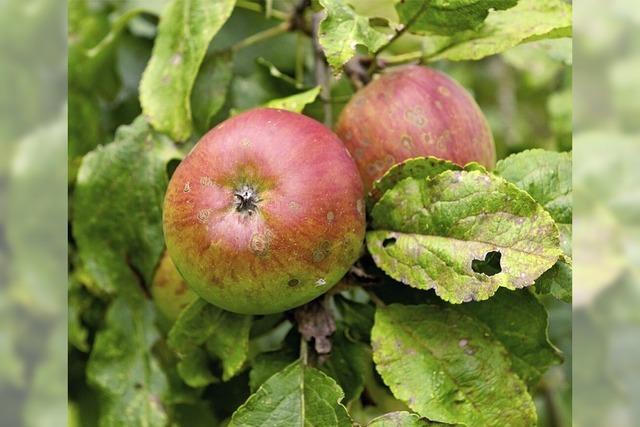 Saft aus dem eigenen Obst