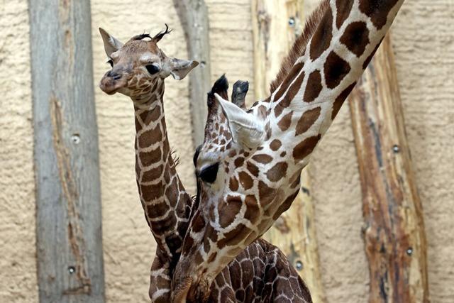 Karlsruhe freut sich ber ein Giraffenbaby